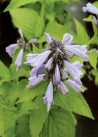 Nepeta subsessilis 'Cool Cat'